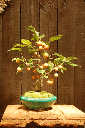 三河盆栽　なし　梨　盆栽 三河盆栽 なし 梨 盆栽